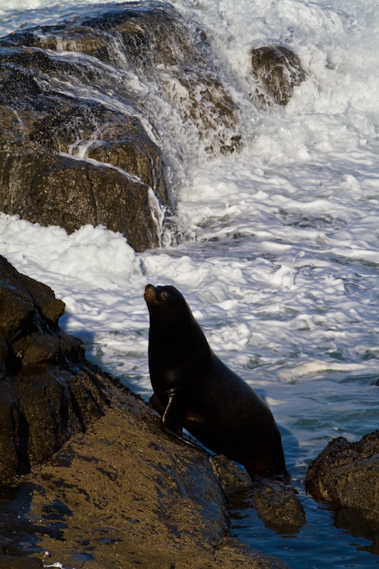 California Sea Lion